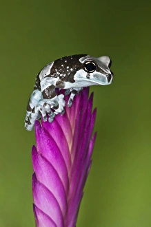 Frog Prints: Milk Frog, Trachycephalus resinifictrix