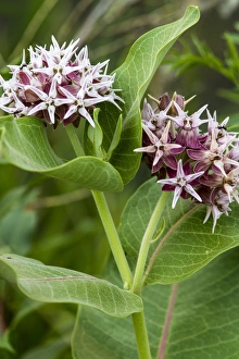 North Dakota Prints: Milkweed flowering near Mott, North Dakota, USA