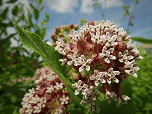 Minnesota Prints: Milkweed flowers, Minnesota summer