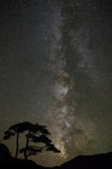 Milky Way Prints: Milky Way and silhouetted tree, near Ouray, Colorado