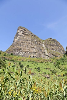 Millet in the Highlands of Ethiopia