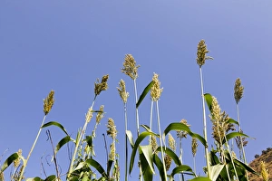 Amhara Prints: Millet in the Highlands of Ethiopia