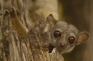 Milne-Edwards sportive lemur (Lepilemur edwardsi) Ankarafantsika Nature Reserve