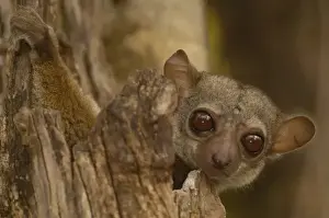 Active Prints: Milne-Edwards sportive lemur (Lepilemur edwardsi) Ankarafantsika Nature Reserve
