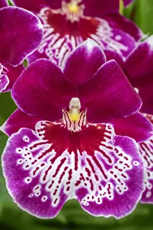 Images Dated 22nd January 2021: Miltoniopsis Orchid