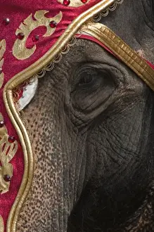 Milwaukee Prints: Milwaukee, Wisconsin. Elephants at the annual Great CIrcus Parade