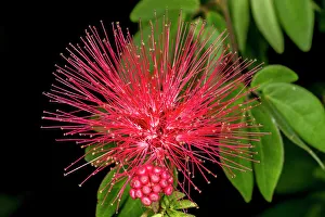 Images Dated 11th October 2022: A mimosa tree bloom