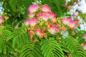 Images Dated 11th October 2022: Mimosa tree flowers. Seattle, Washington