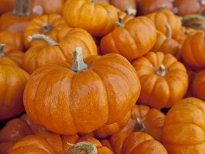 Halloween Prints: Mini pumpkins at fruit stand, Los Angeles, CA