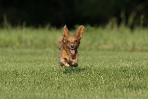 Dachshund Prints: Miniature Dachshund running toward camera