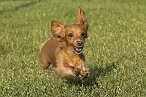 Miniature Dachshund running toward camera