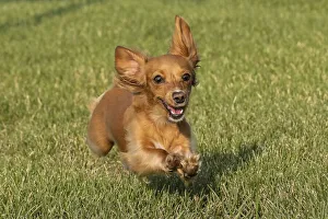 Nature Prints: Miniature Dachshund running toward camera