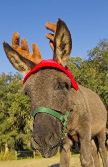 Reindeer Prints: Miniature donkey impersonating a reindeer