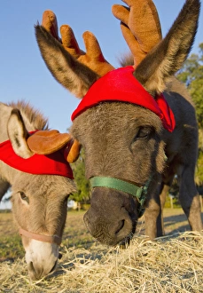 Reindeer Prints: Miniature donkeys impersonating reindeers