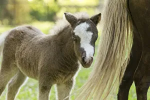 Babies Prints: Miniature horse filly with mom (mare)