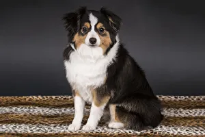 Images Dated 22nd February 2016: Miniature (or Toy) Australian Shepherd puppy in a studio setting. (PR)