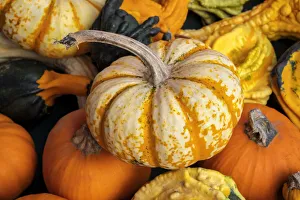 Nature Prints: Miniature pumpkins