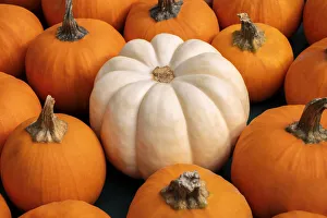 Images Dated 15th March 2022: Miniature pumpkins