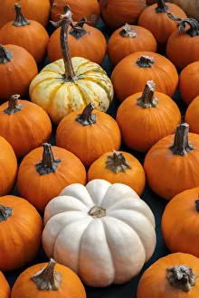 Miniature pumpkins