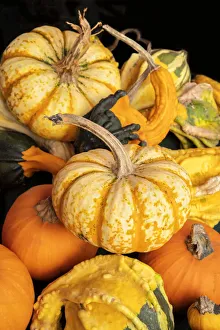 Nature Prints: Miniature pumpkins and gourds
