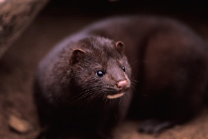 Lair Prints: mink, Mustela vison, peaks out from under a log, Takshanuk mountains, northern southeast