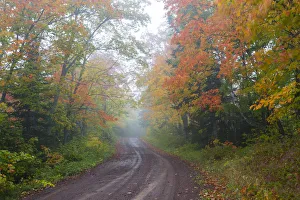 Pathway Prints: Minnesota, Pat Bayle State Forest, fall color along road through forest