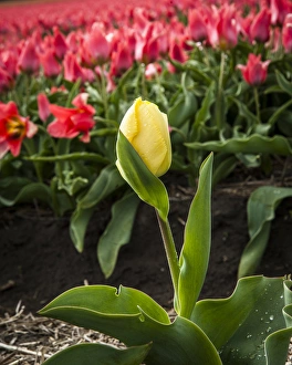 Images Dated 19th April 2012: A mismatched yellow tulip growing in a row of red ones
