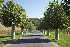 Hawkes Bay Prints: Mission Estate Winery (established 1851), Napier, Hawkes Bay, North Island, New Zealand