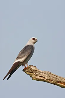Raptor Prints: Mississippi Kite (Ictinia mississippiensis) adult perched on dead tree