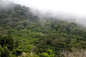 Costa Rican Prints: Mist hanging over the Monteverde Cloud Forest Preserve at Monteverde, Costa Rica
