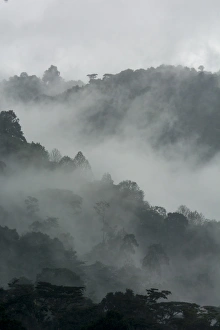 Uganda Collection: Mist and rain in the Bwindi Impenetrable Forest. Uganda