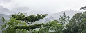 Uganda Collection: Mist and rain in the Bwindi Impenetrable Forest. Uganda