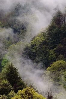 Images Dated 26th April 2004: Mist rising from mountainside after spring rain, Great Smoky Mountains National Park, TN