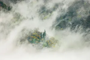 Blossoming Prints: Mist rising from tapestry of blooming trees in spring