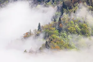 Blossoming Prints: Mist rising from tapestry of blooming trees in spring