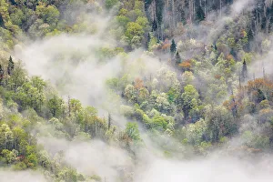 Blossoming Prints: Mist rising from tapestry of blooming trees in spring