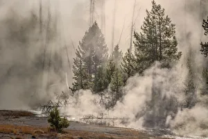 Geothermal Prints: Mist in trees at sunrise along the Firehole River, Upper Geyser Basin