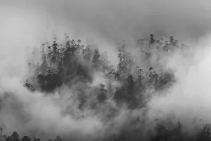 Bhutan Prints: Misty forest, Paro Valley, Bhutan