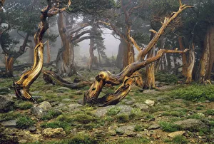Bristlecone Prints: Misty morning bristlecone pines on mount Evans in the Colorado Rocky Mountains