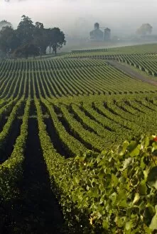 On a misty Willamette Valley morning, light dances across the grapeleaves that cling