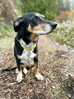 Images Dated 31st October 2024: Mixed breed dog sitting on a hiking path