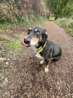 Images Dated 31st October 2024: Mixed breed dog sitting on a hiking path licking its nose