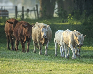 Central Florida Prints: Mixed cattle coming for water, Florida