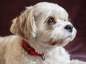 Images Dated 3rd September 2024: Mixed Coton de Tulear and Cavalier King Charles dog, portrait