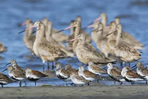 Salish Sea Prints: Mixed Flock of Shorebirds