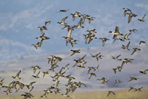 Wigeon Prints: Mixed flock of waterfowl flying