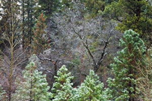 High Sierra Prints: Mixed forest in winter, Yosemite Valley, Yosemite National Park, California USA