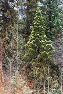 Sierras Prints: Mixed forest in winter, Yosemite Valley, Yosemite National Park, California USA