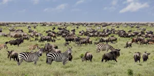 Grassland Prints: Mixed herd of wildebeest and zebras, Serengeti National Park, Tanzania, Africa