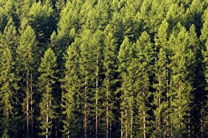 Images Dated 14th June 2005: Mixed pine forest near Whitefish Montana